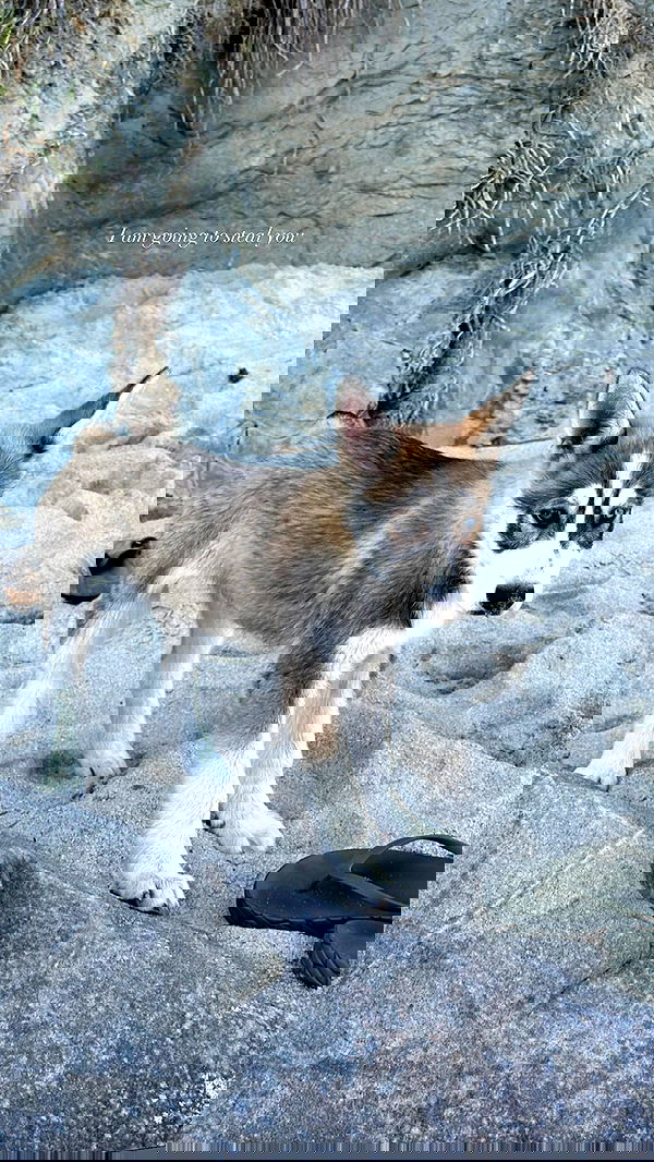 victoriaturnerr image ~ Altpins