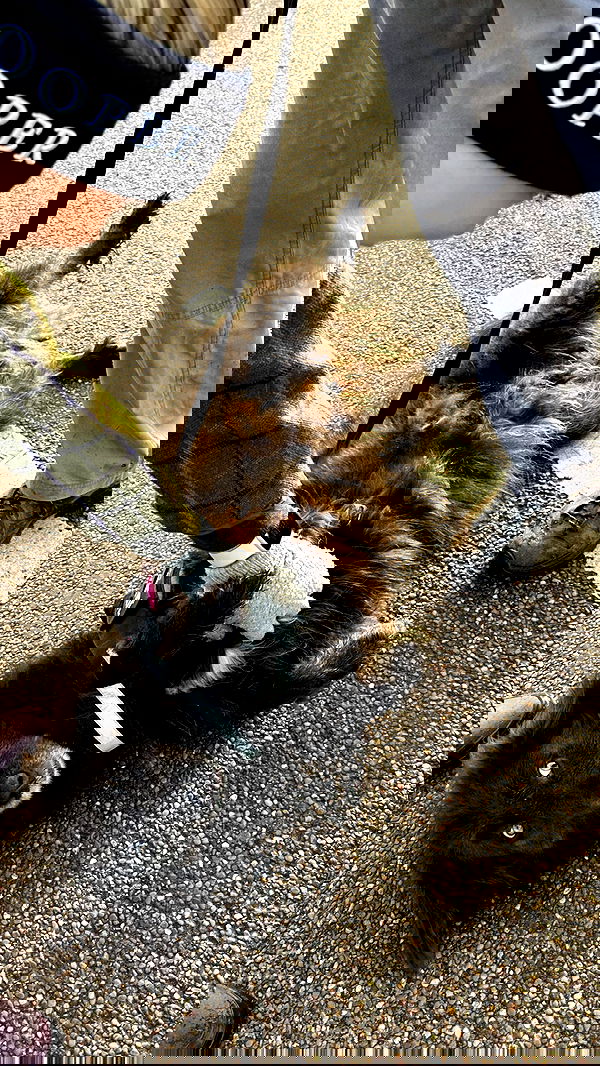 victoriaturnerr image ~ Altpins