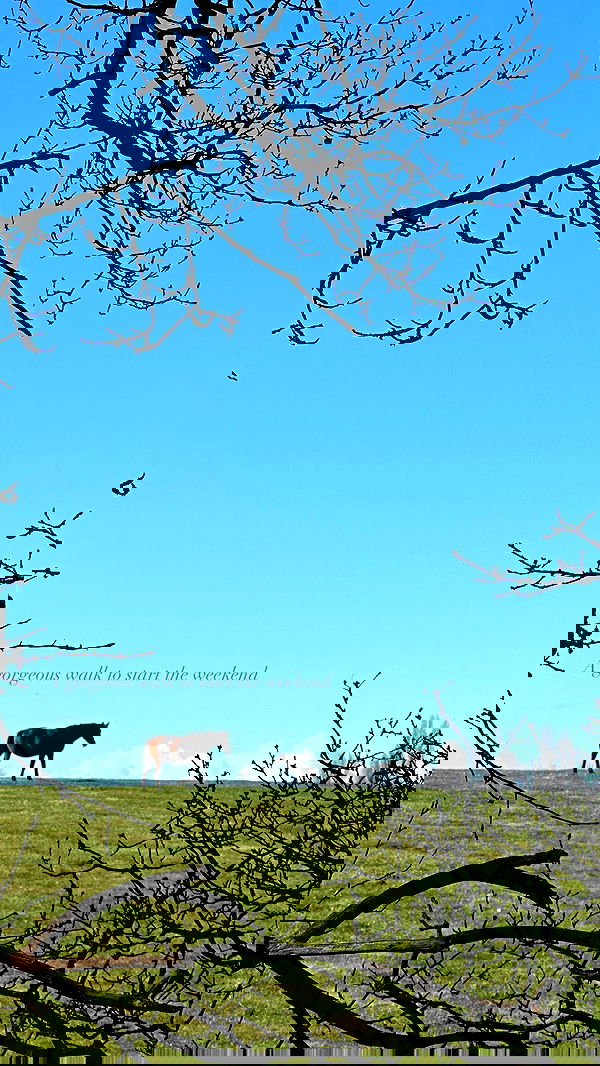 victoriaturnerr image ~ Altpins