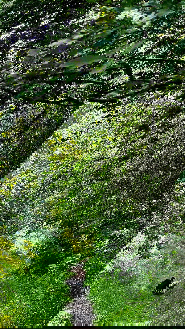 victoriaturnerr image ~ Altpins