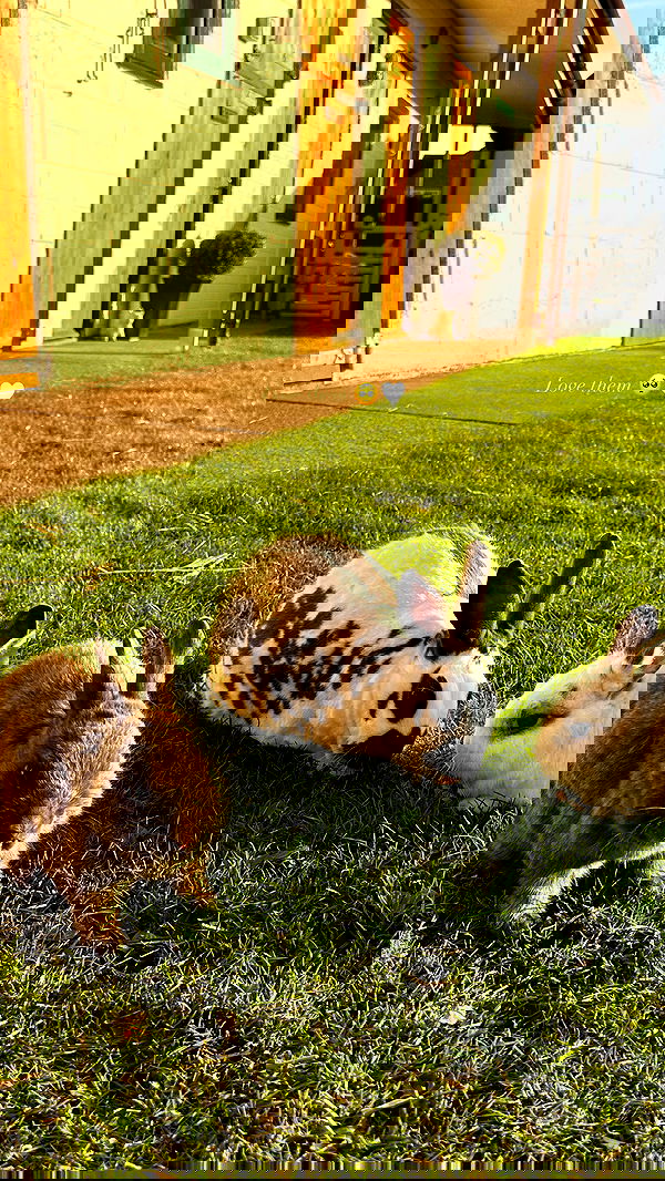 victoriaturnerr image ~ Altpins