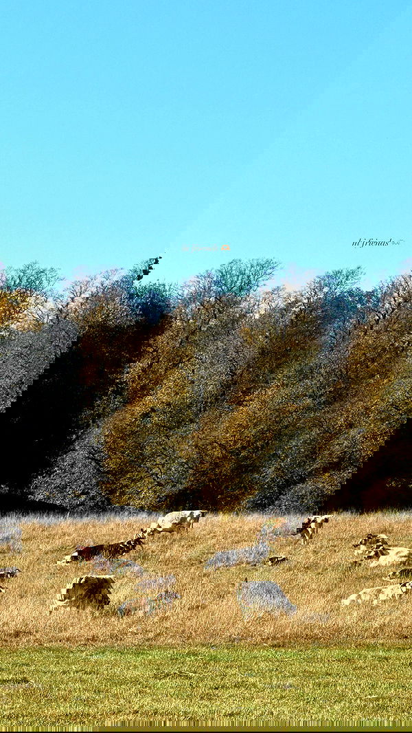 victoriaturnerr image ~ Altpins