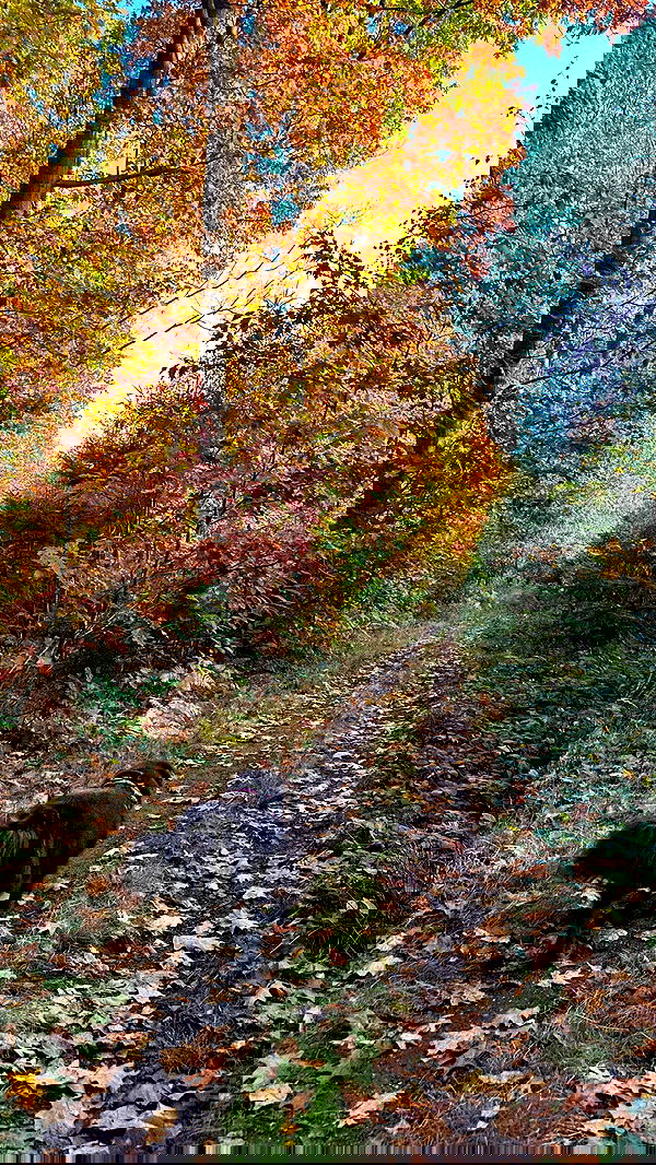 victoriaturnerr image ~ Altpins