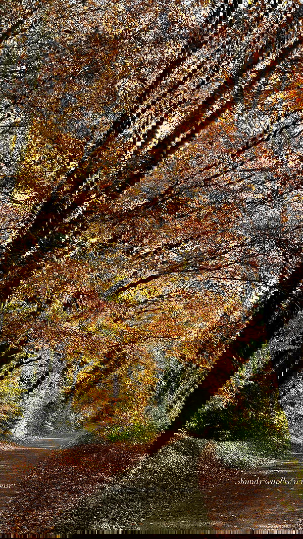 victoriaturnerr image ~ Altpins