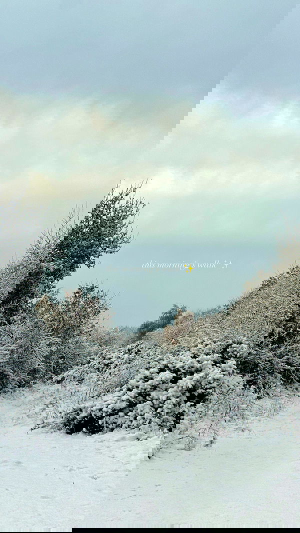 victoriaturnerr image ~ Altpins