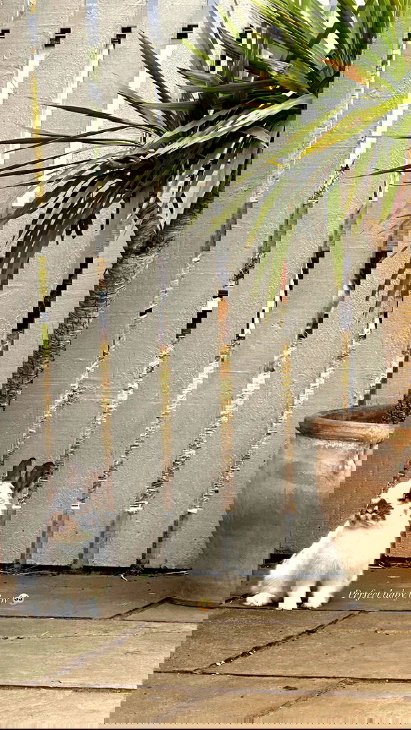 victoriaturnerr image ~ Altpins