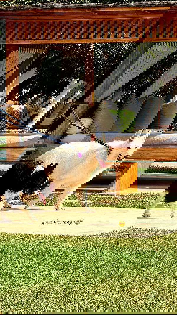 victoriaturnerr image ~ Altpins