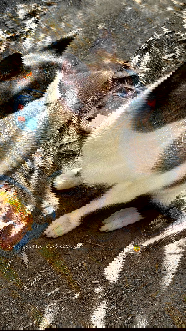 victoriaturnerr image ~ Altpins