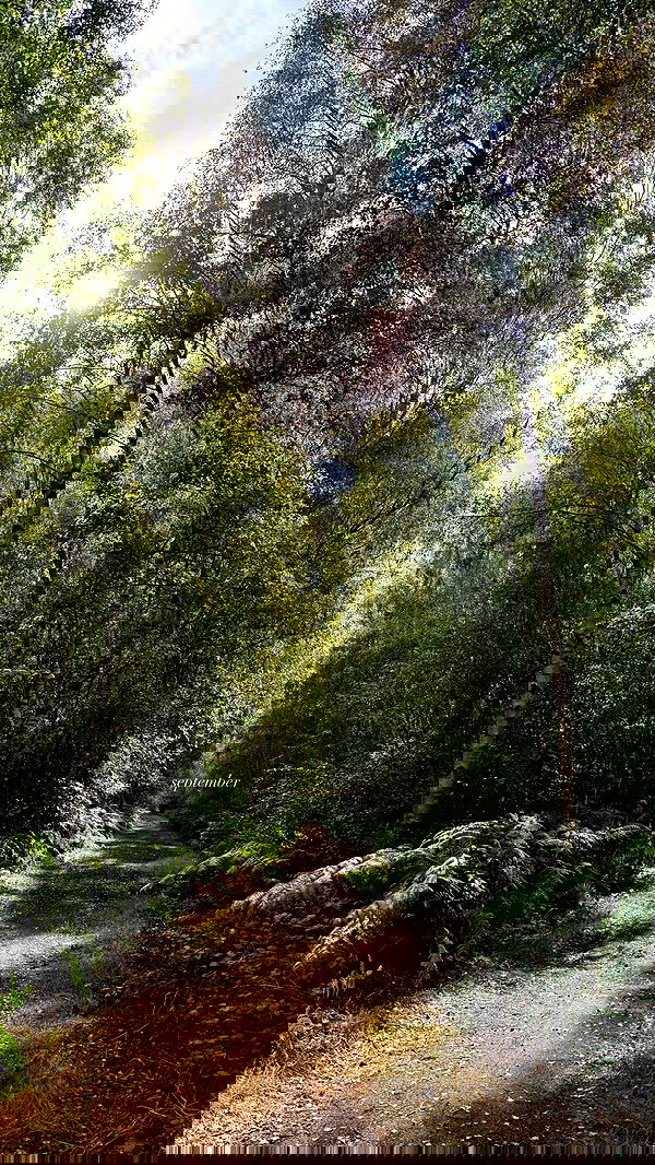 victoriaturnerr image ~ Altpins