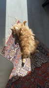 virginia.battiston Altpins Profile Picture