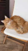 virginia.battiston Altpins Profile Picture