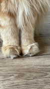 virginia.battiston Altpins Profile Picture
