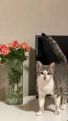 virginia.battiston Altpins Profile Picture