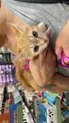 virginia.battiston Altpins Profile Picture