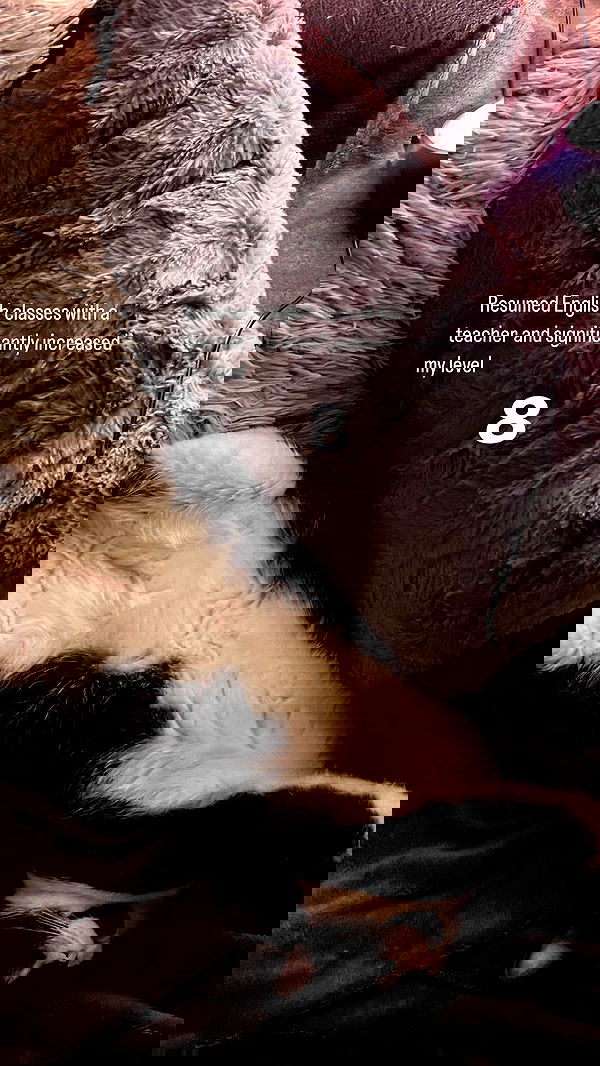 vive.la.lucy vive.la.lucy archive image