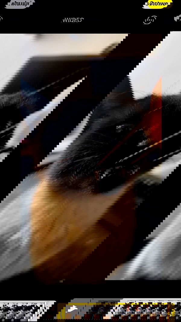 vwnrottie vwnrottie archive image