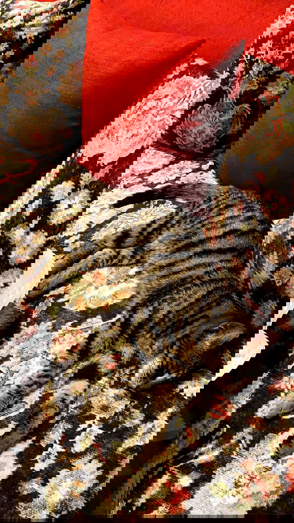 wesidera wesidera archive image