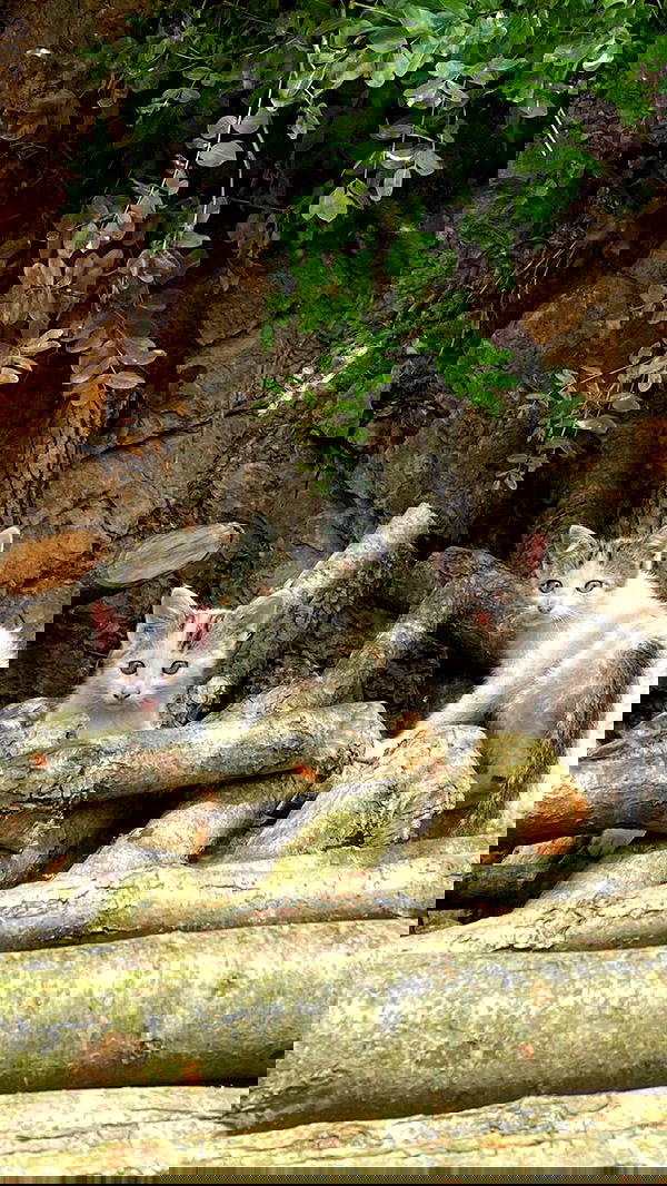 wesidera wesidera archive image