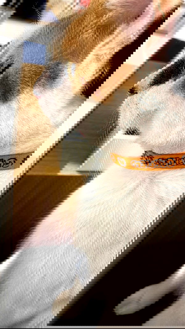 wesidera wesidera archive image