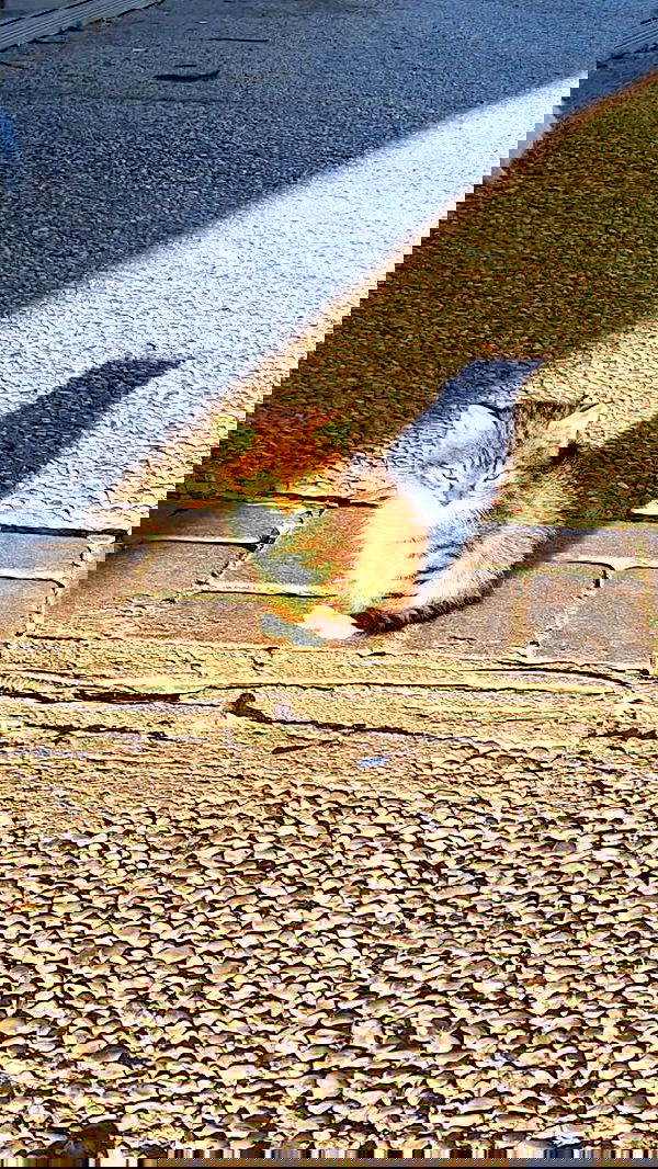 wesidera wesidera archive image