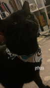 whosjimin._ Altpins Profile Picture