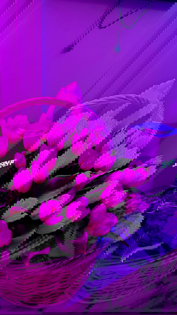 whylollycry whylollycry archive image