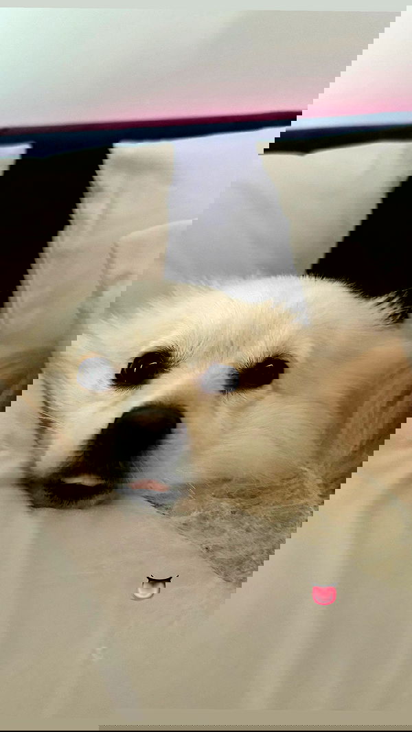 whylollycry whylollycry archive image