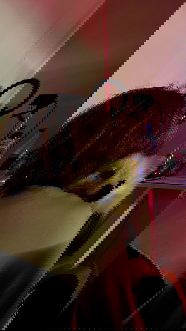 whylollycry whylollycry archive image