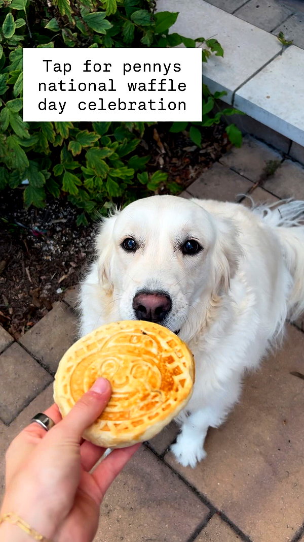 willitwafflemini instagram image archive image