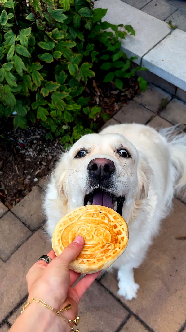 willitwafflemini instagram image archive image