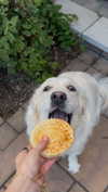 willitwafflemini Altpins Profile Picture