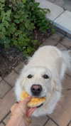 willitwafflemini Altpins Profile Picture