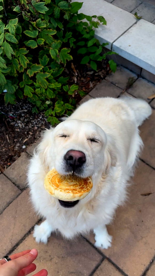 willitwafflemini instagram image archive image