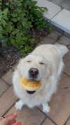 willitwafflemini Altpins Profile Picture