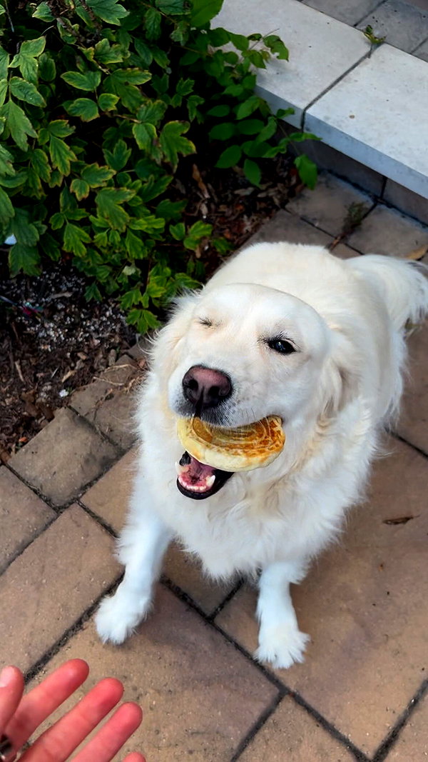willitwafflemini instagram image archive image