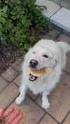 willitwafflemini Altpins Profile Picture