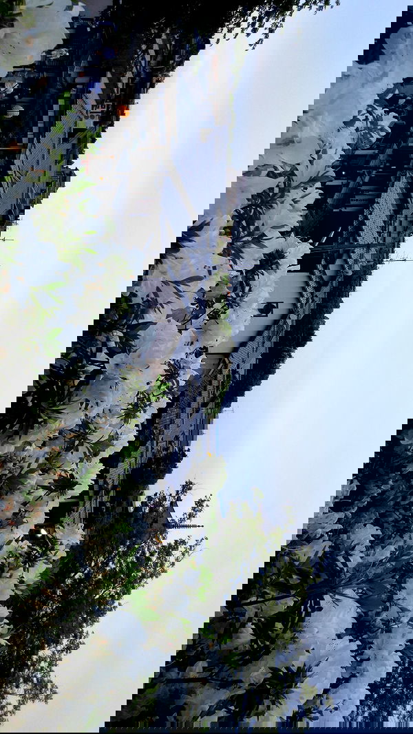 wuvkyu wuvkyu archive image