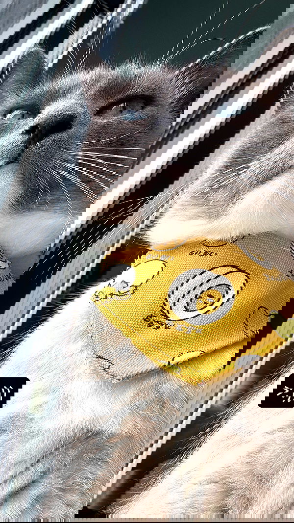 wuvkyu wuvkyu archive image