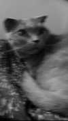 x.angelzk Altpins Profile Picture