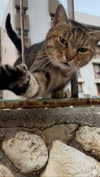 x.angelzk Altpins Profile Picture