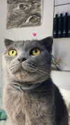 x.angelzk Altpins Profile Picture