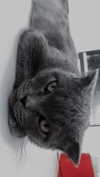 x.angelzk Altpins Profile Picture