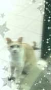 x.angelzk Altpins Profile Picture