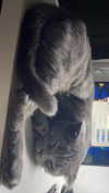 x.angelzk Altpins Profile Picture