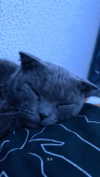 x.angelzk Altpins Profile Picture