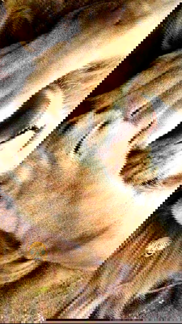 xeiyza image ~ Altpins