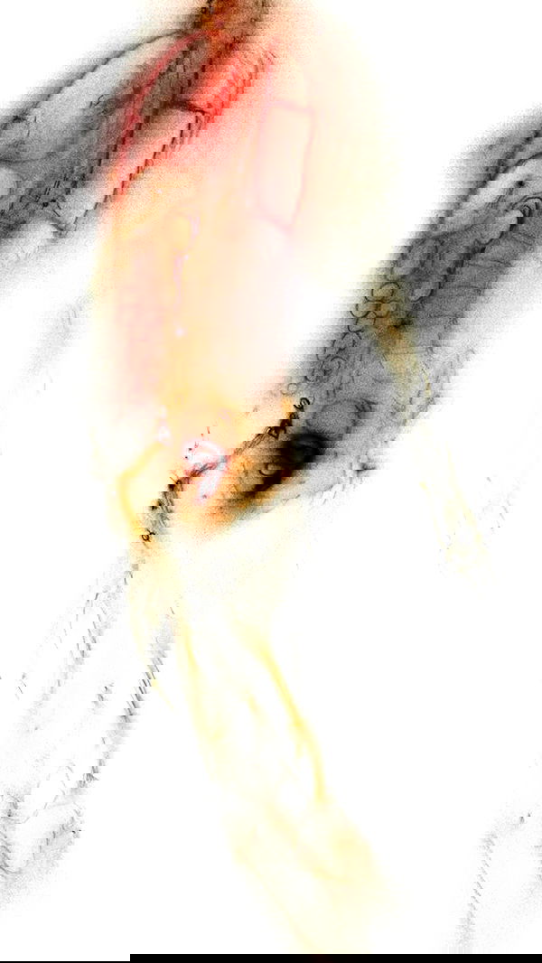 xeiyza image ~ Altpins