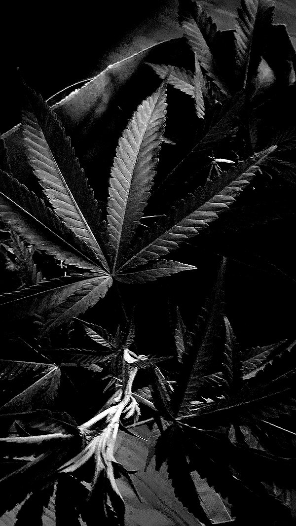 xo.cynnthiia instagram image archive image