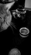 xo.cynnthiia Altpins Profile Picture