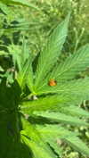 xo.cynnthiia Altpins Profile Picture
